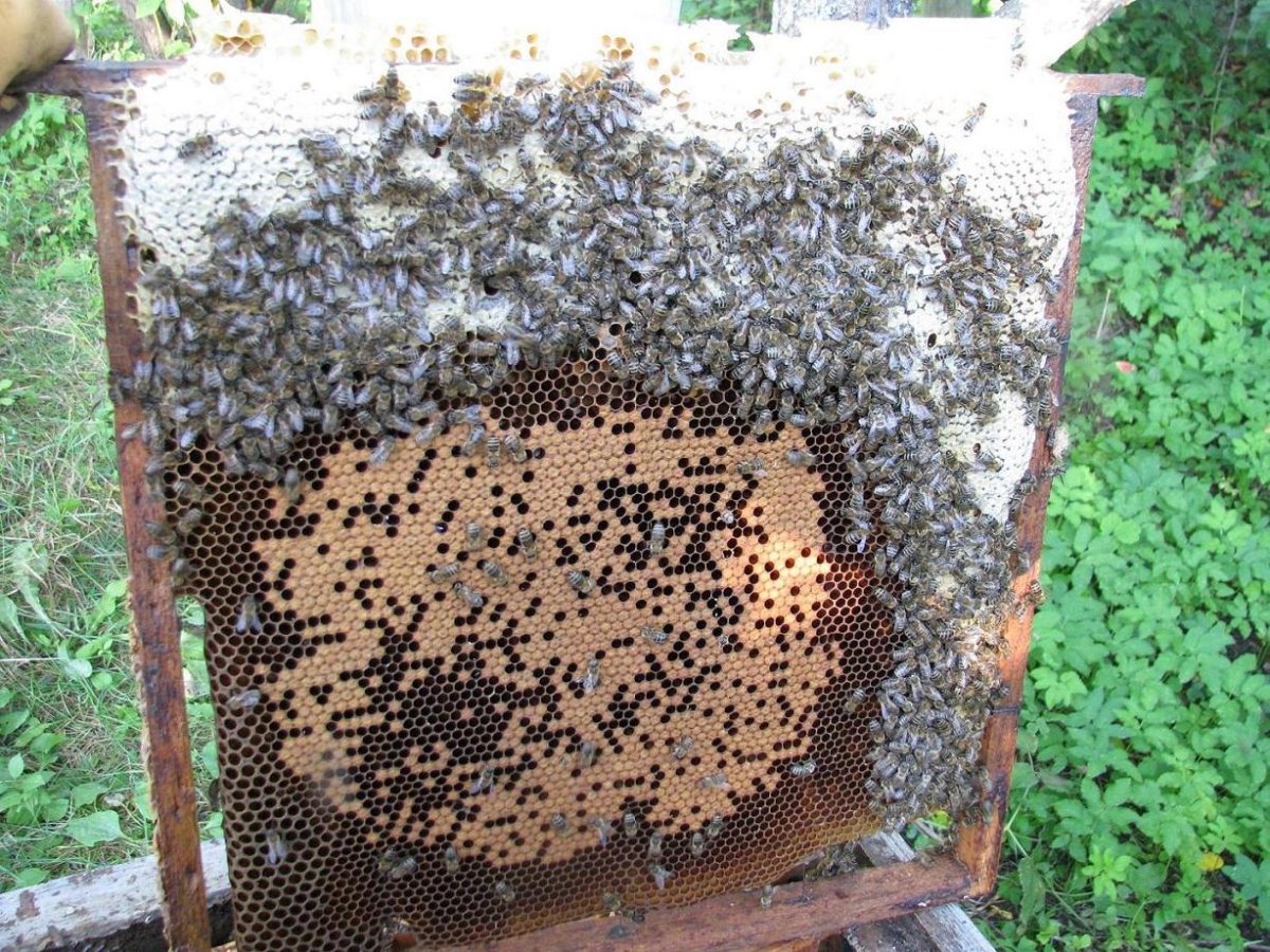 Рамка с медом и расплодом