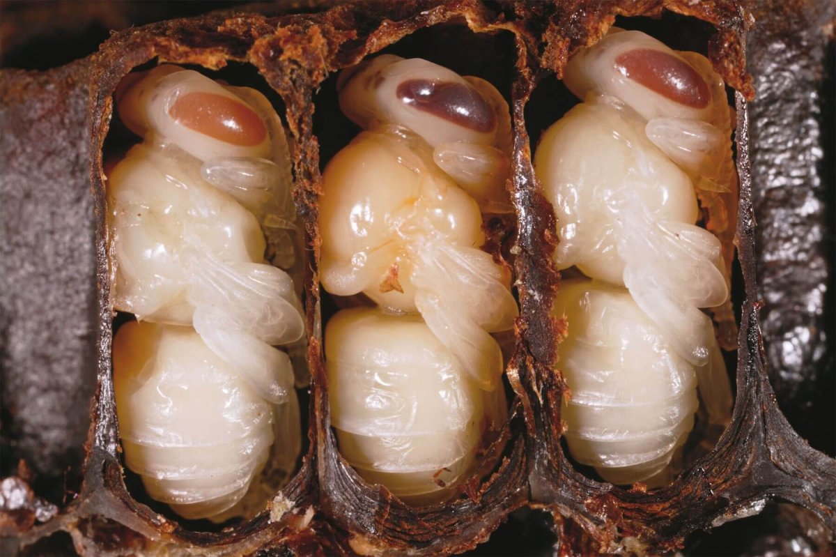 Личинка медоносной пчелы