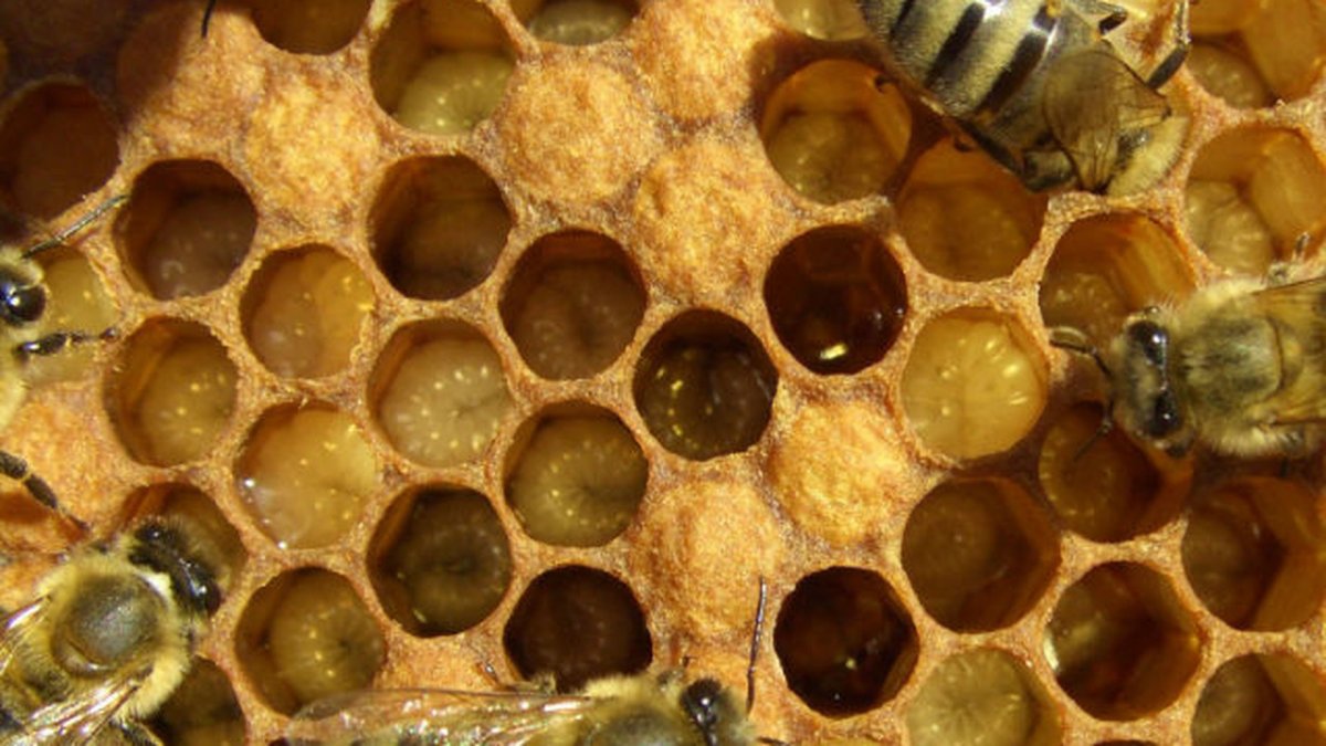 Детеныш пчелы