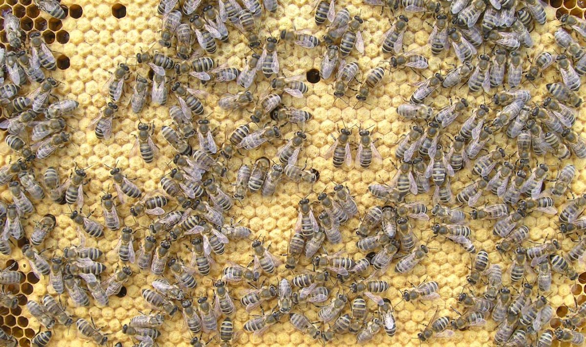 Бакфаст расплод