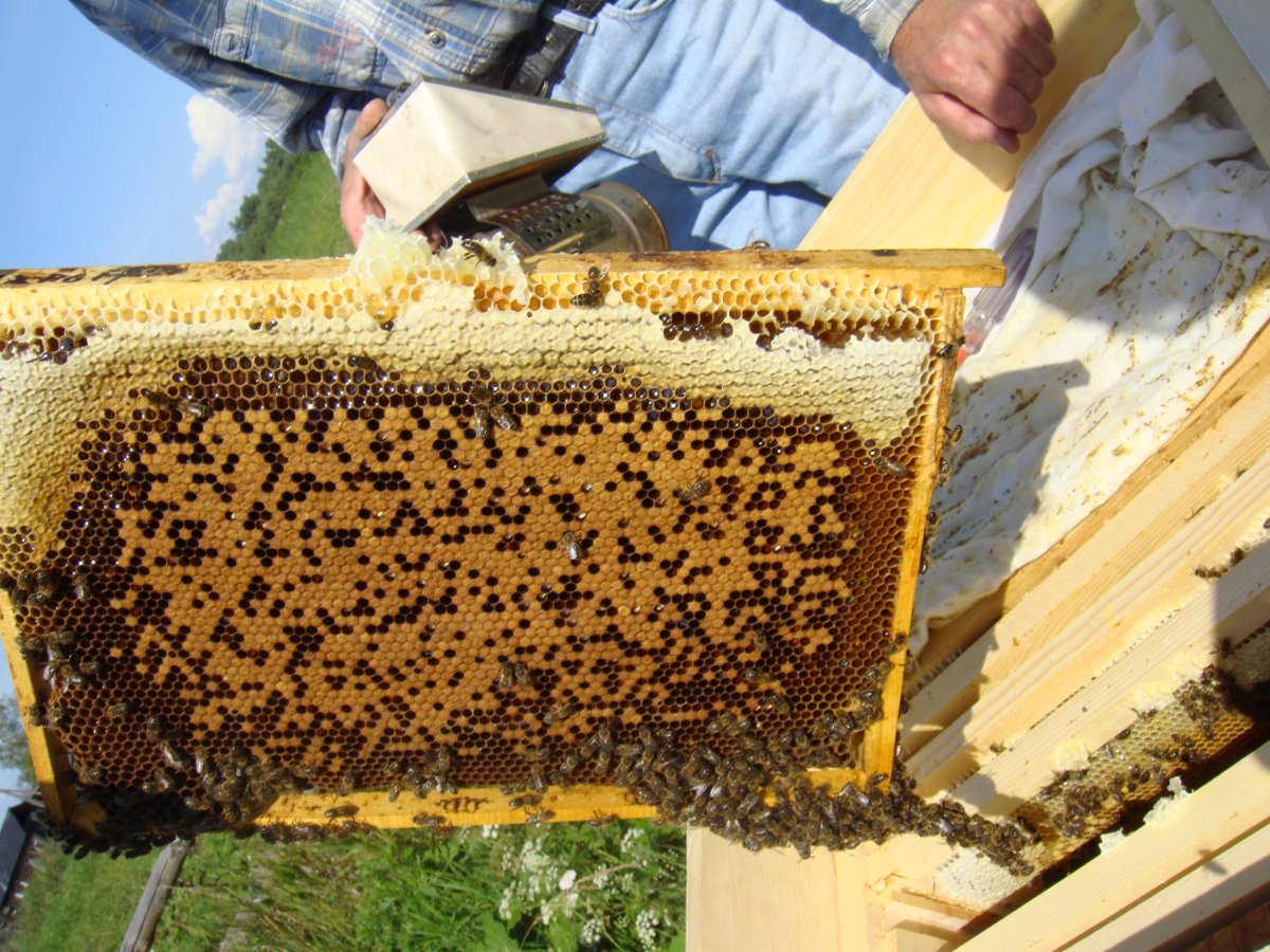 Каменный расплод у пчел