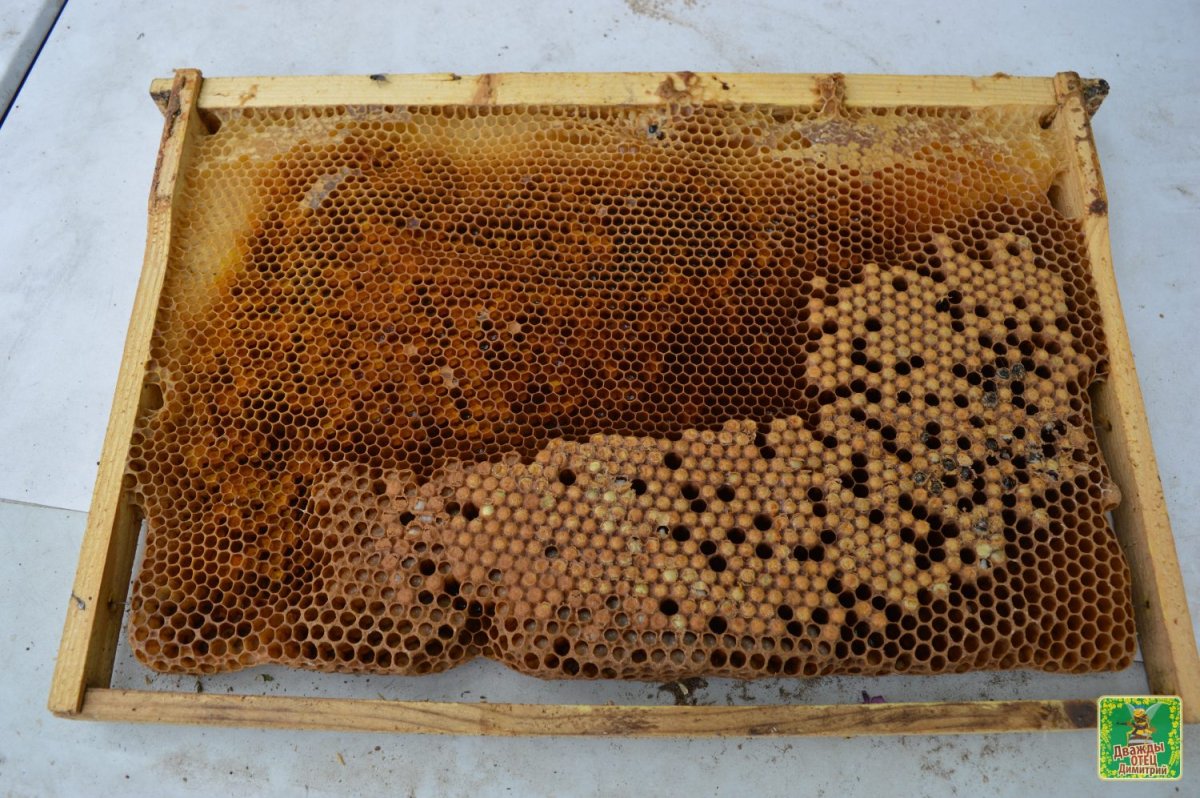 Горбатый расплод у пчел