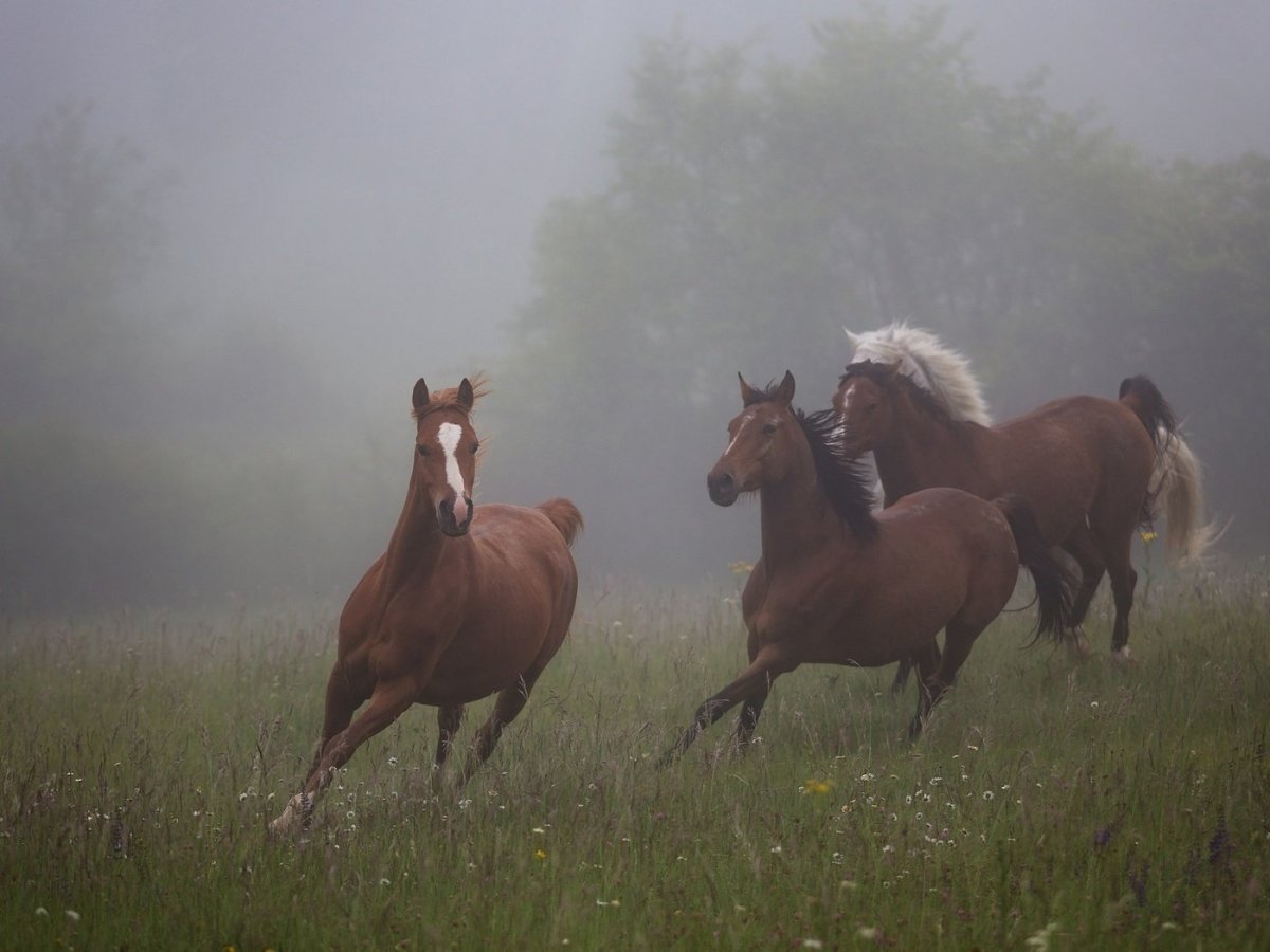 Табун лошадей в поле