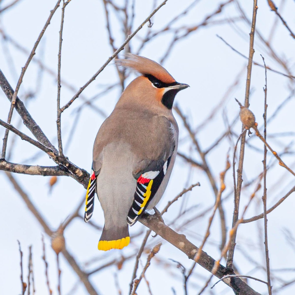 Богемский свиристель