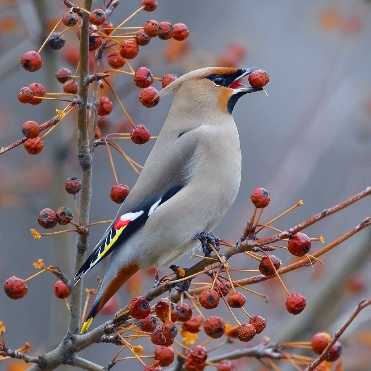 Кедровый свиристель
