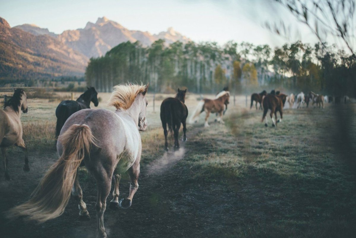 Табун лошадей Эстетика