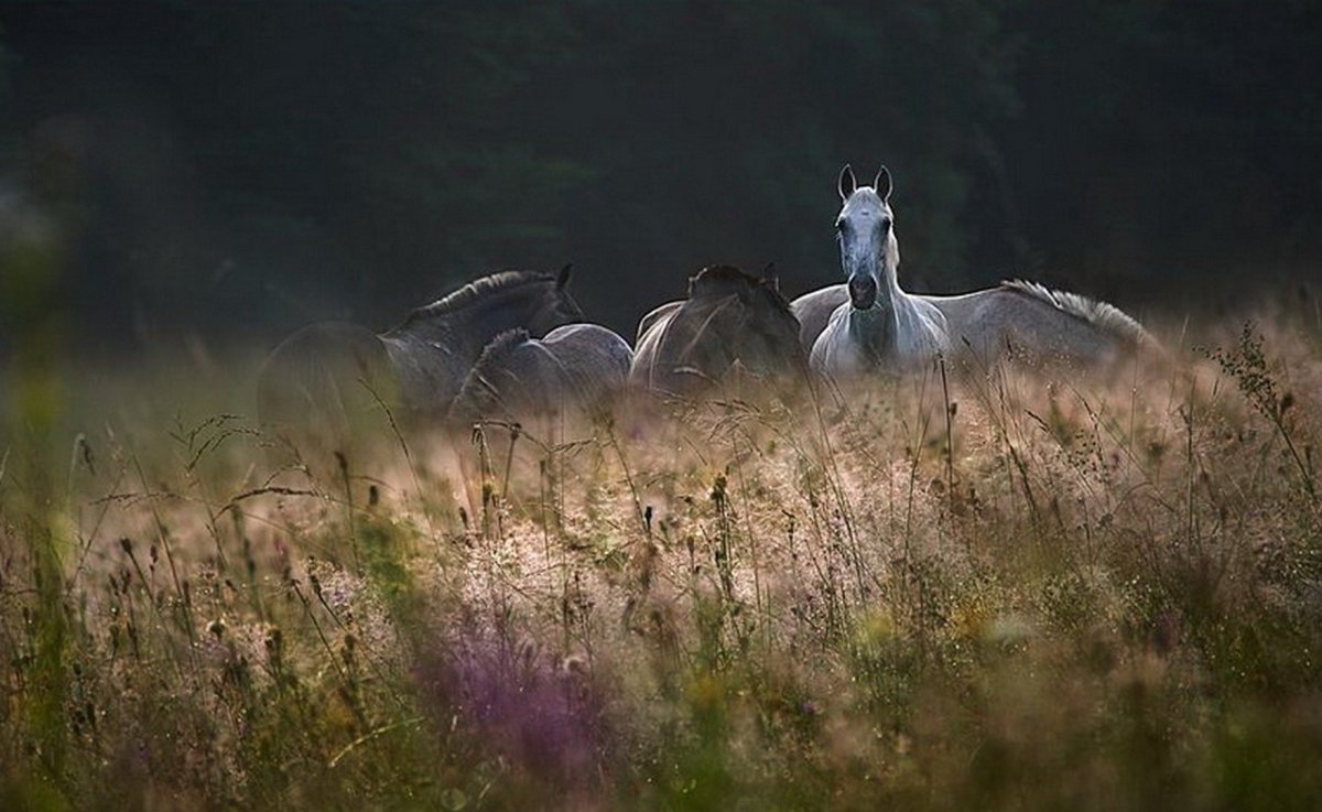 Красивые лошади в тумане
