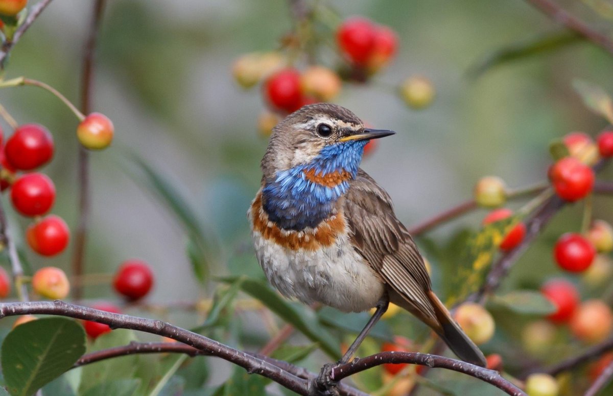 Гнездо варакушки