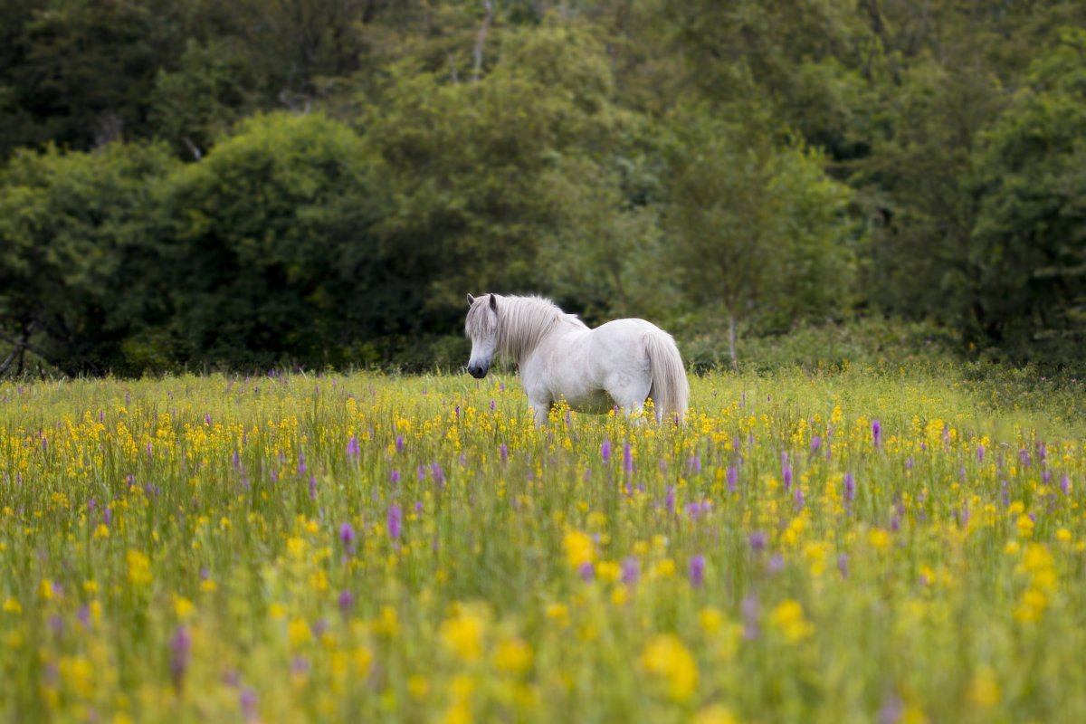 Белая лошадь в поле