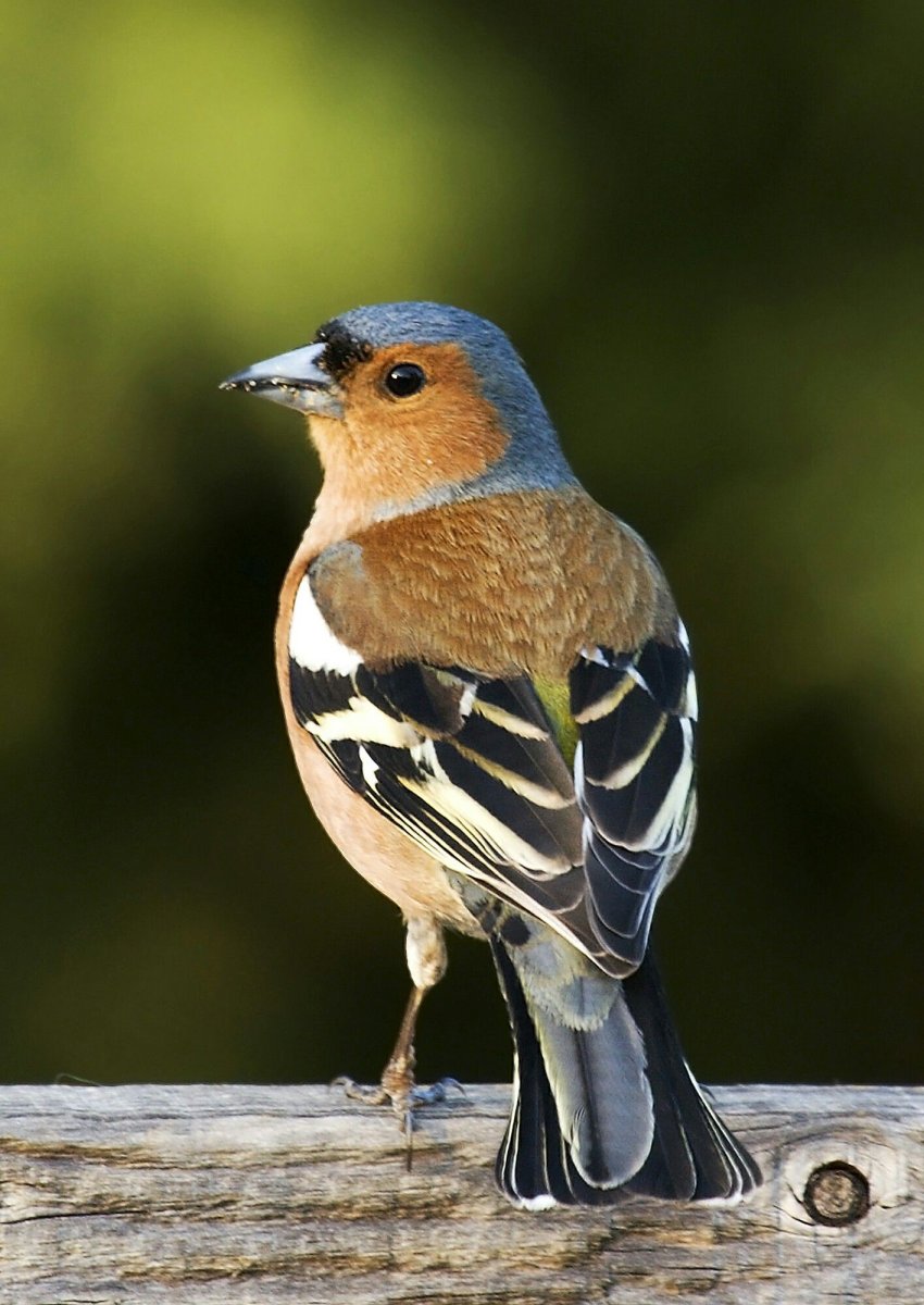 Зяблик (fringilla COELEBS)