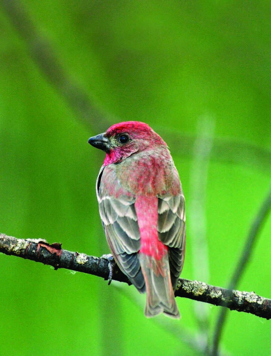 Певчая птица с красной грудкой