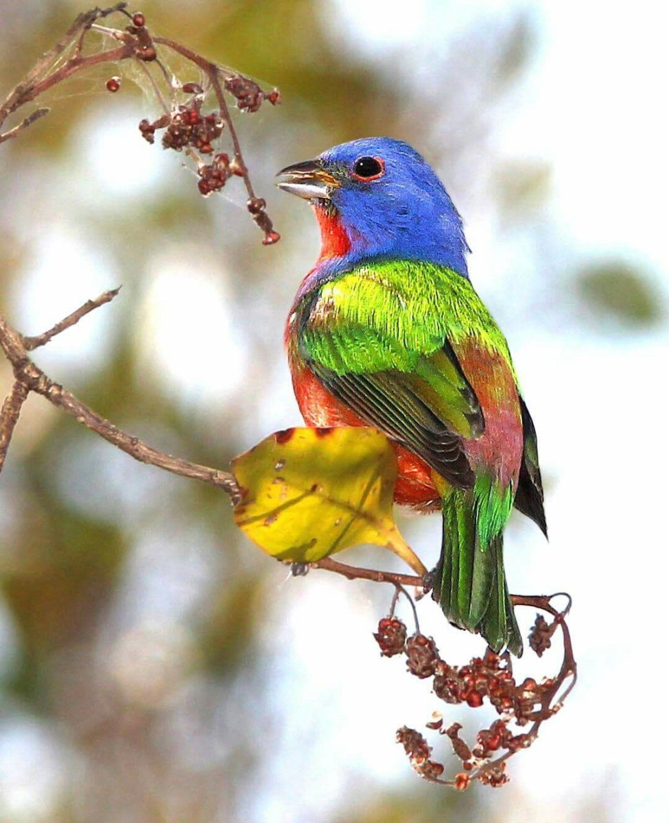 Яркие птицы средней полосы