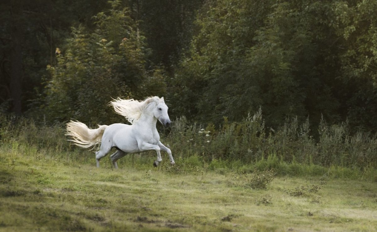 Лошадь скачет по полю