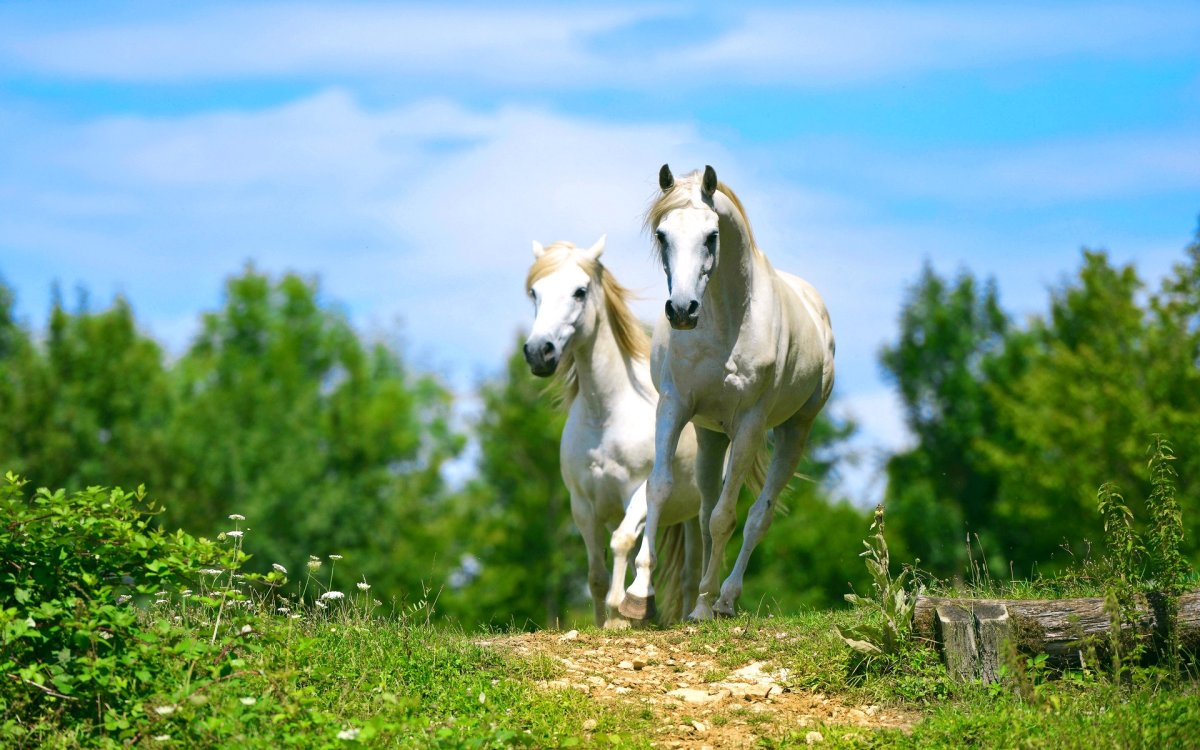 Лошади на природе