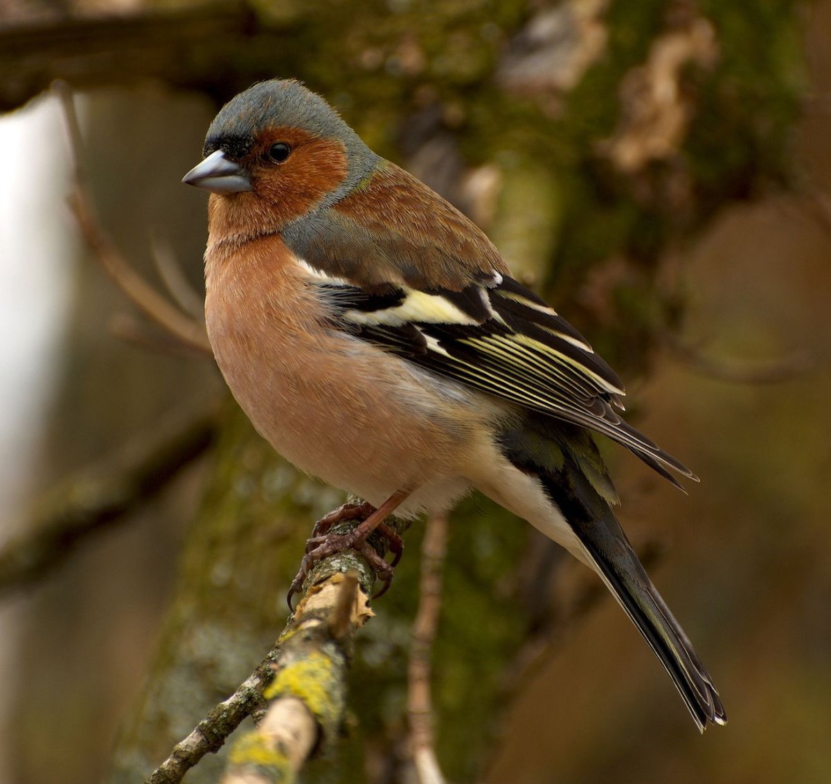 Певчие птицы Зяблик