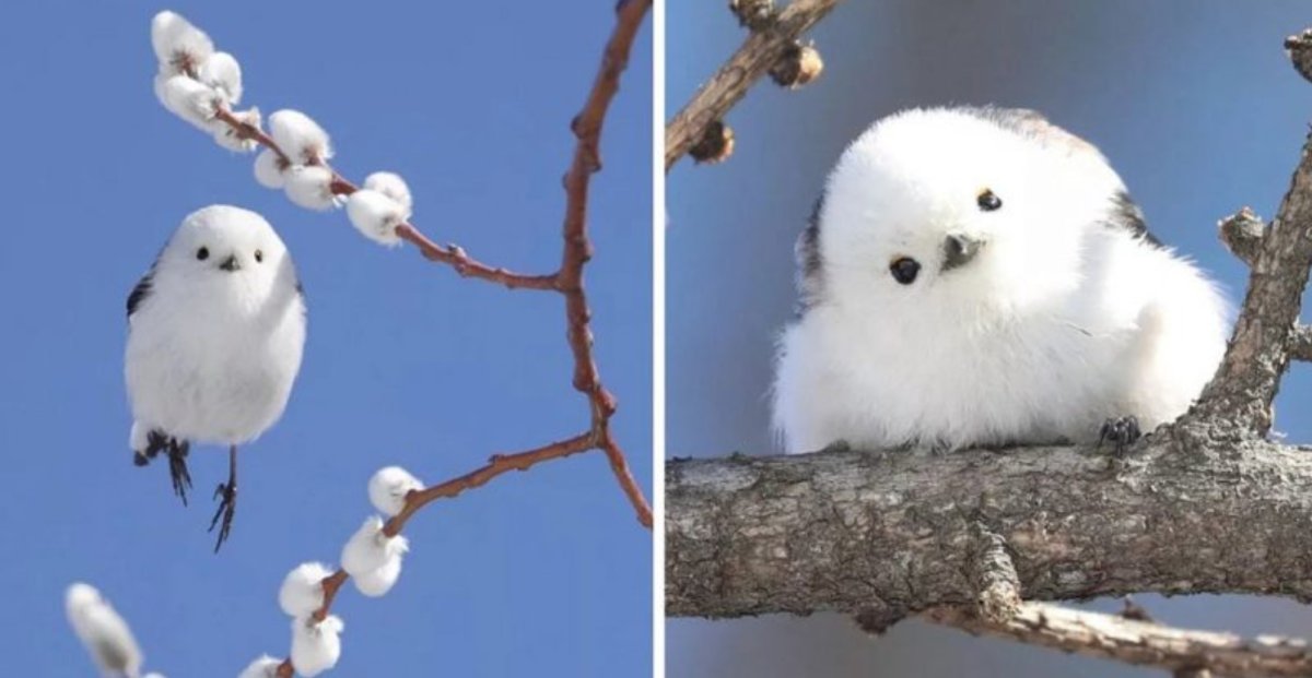 Шима энага птица