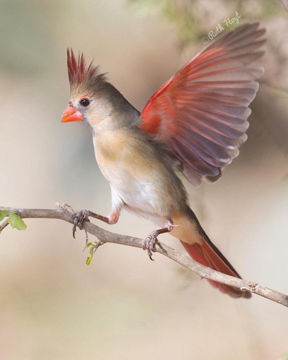Птицы Японии