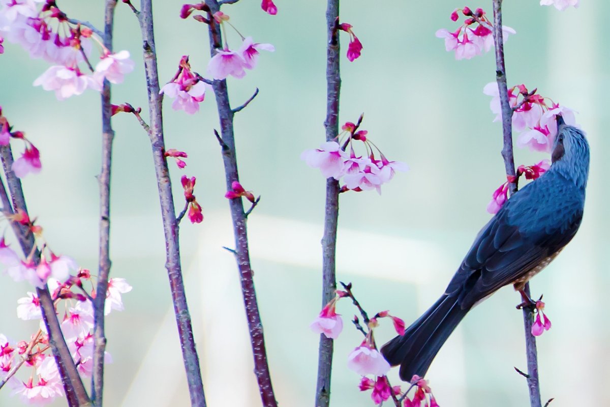 Птицы Японии на Сакуре