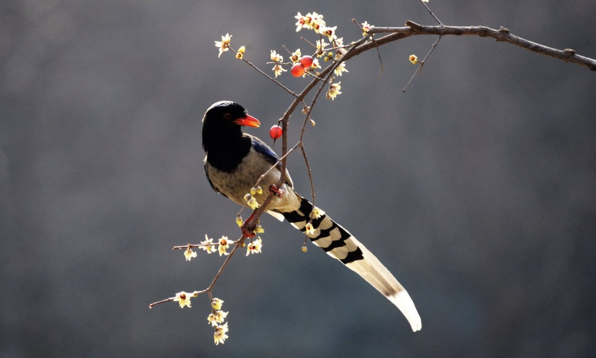 Красивые птицы Китая