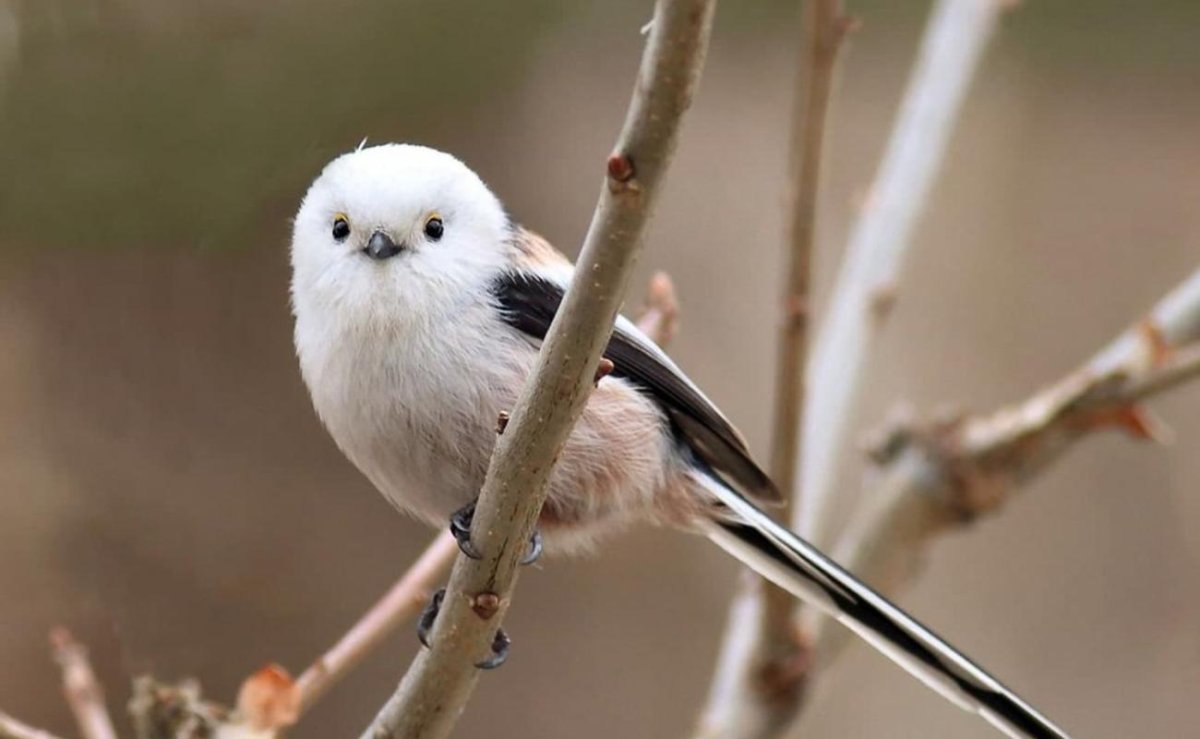 Длиннохвостая синица