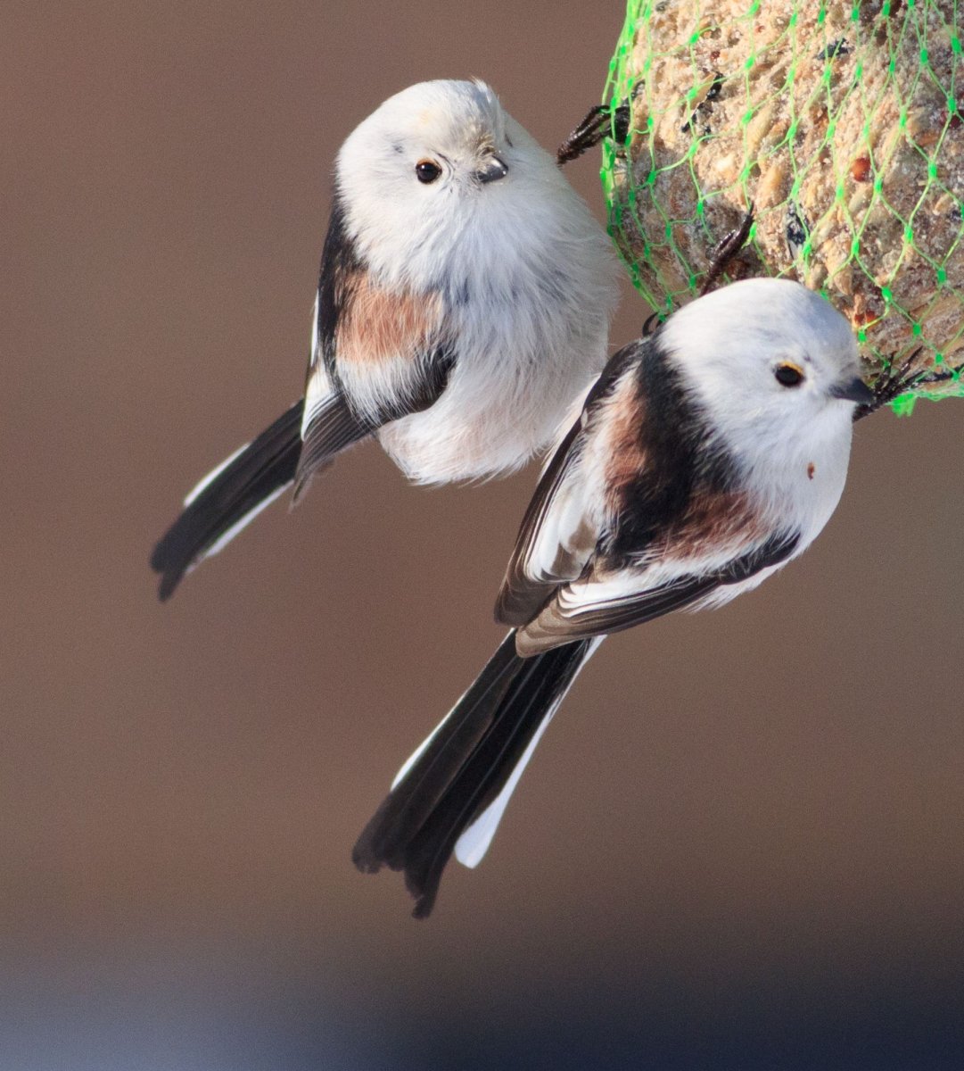 Японская длиннохвостая синица