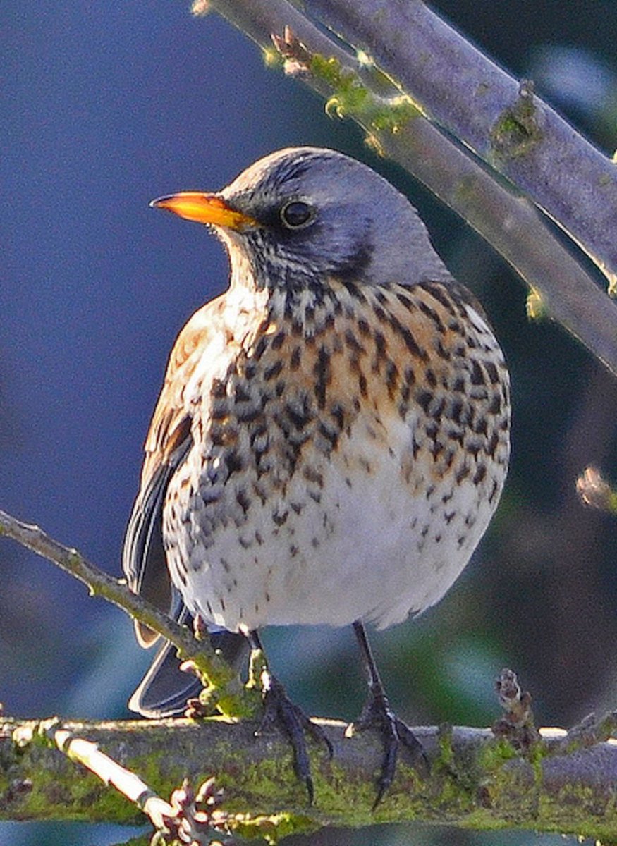 Певчий Дрозд рябинник