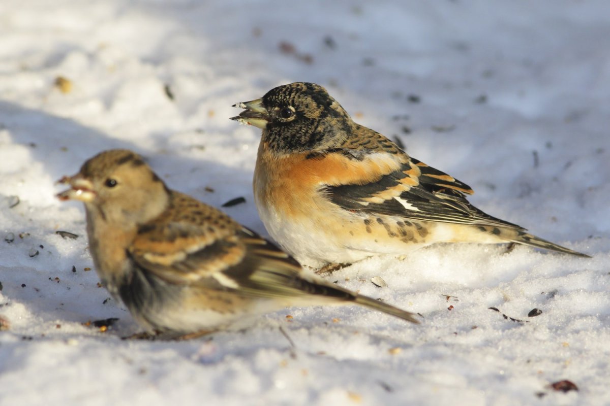 Птицы Южного Урала