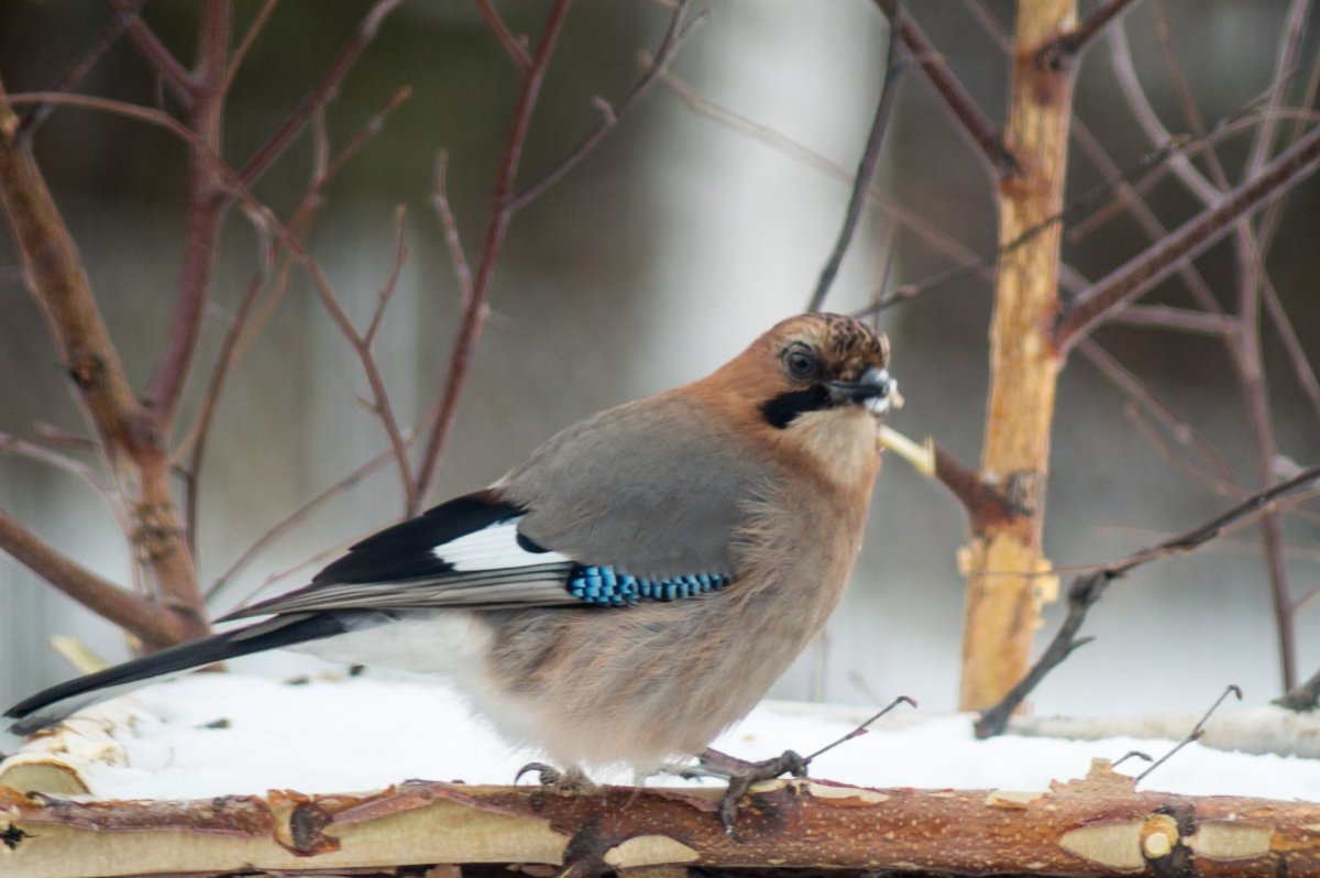 Птицы Урала фото с названиями
