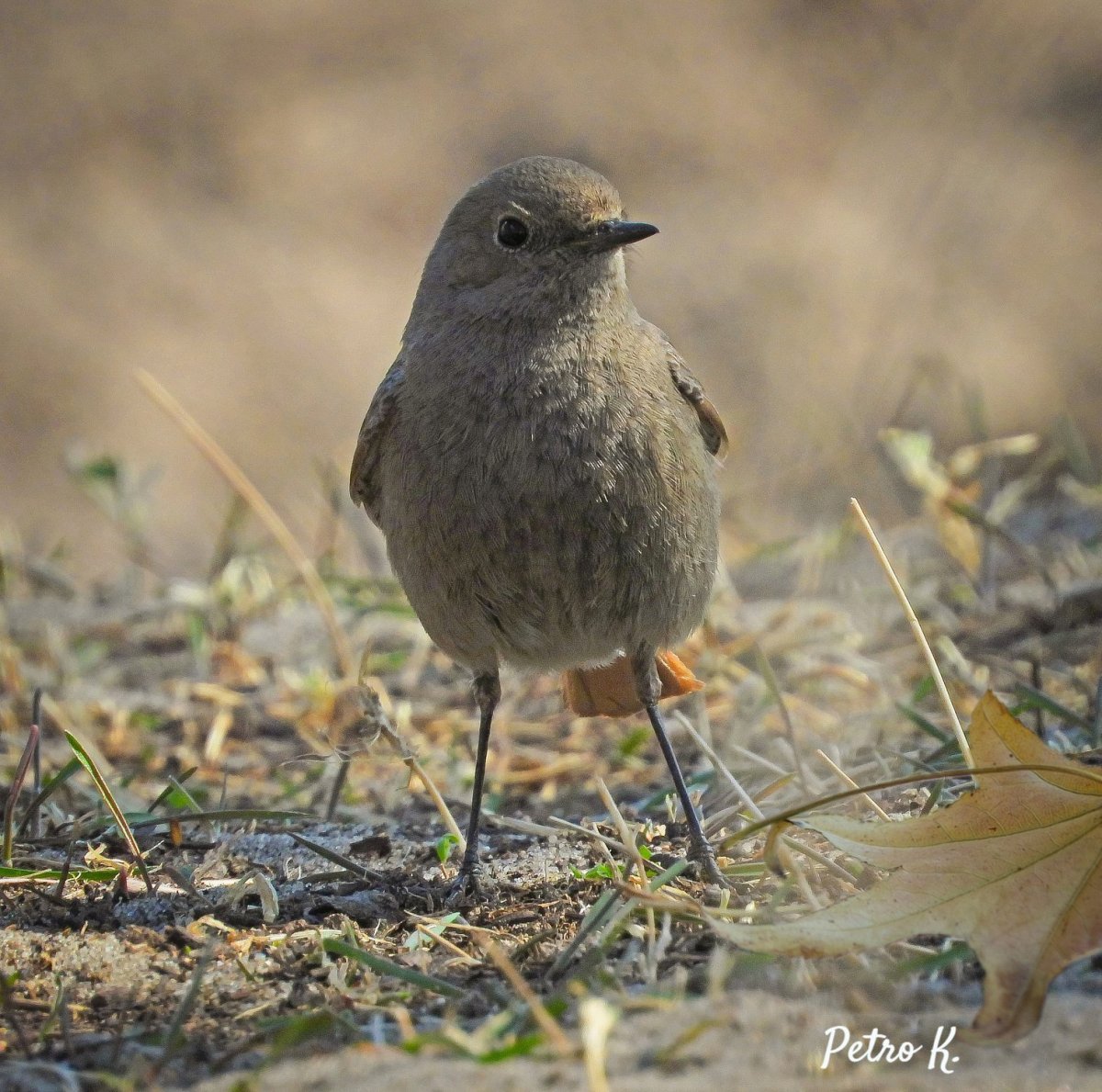 Птички Урала маленькие