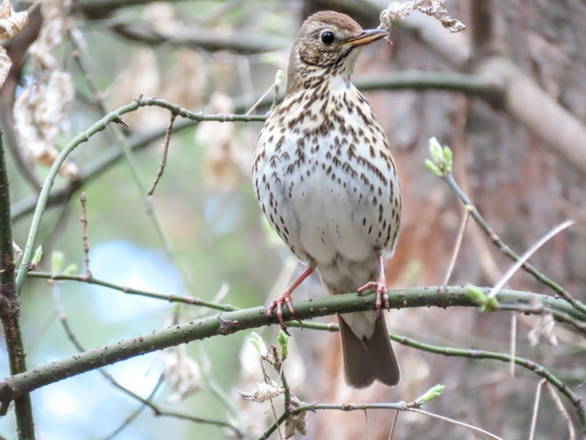 Певчий Дрозд местообитание