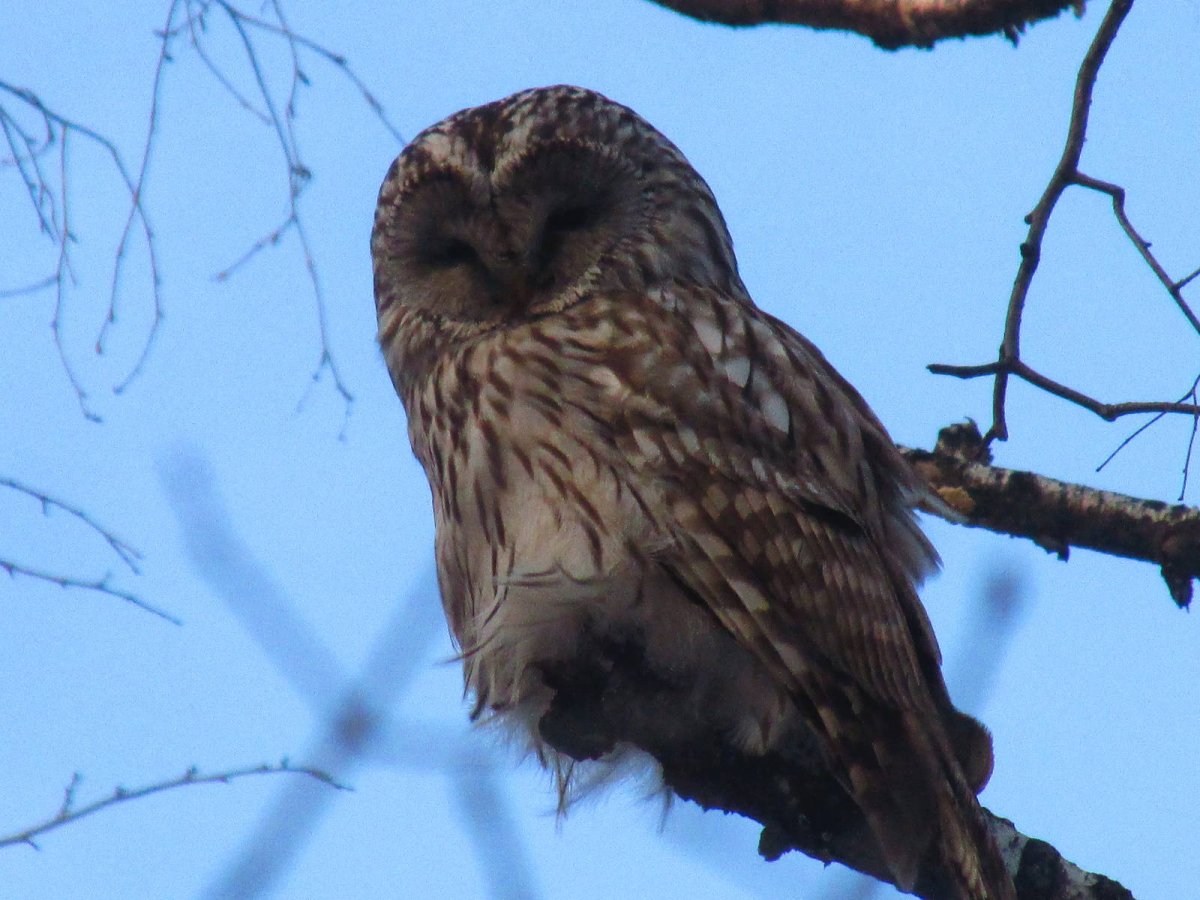 Ночные птицы дальнего Востока