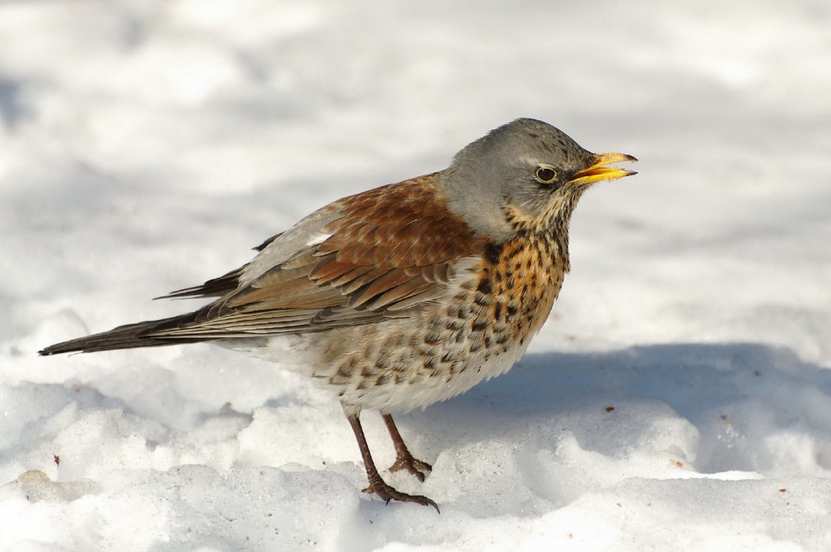 Дрозд рябинник ареал