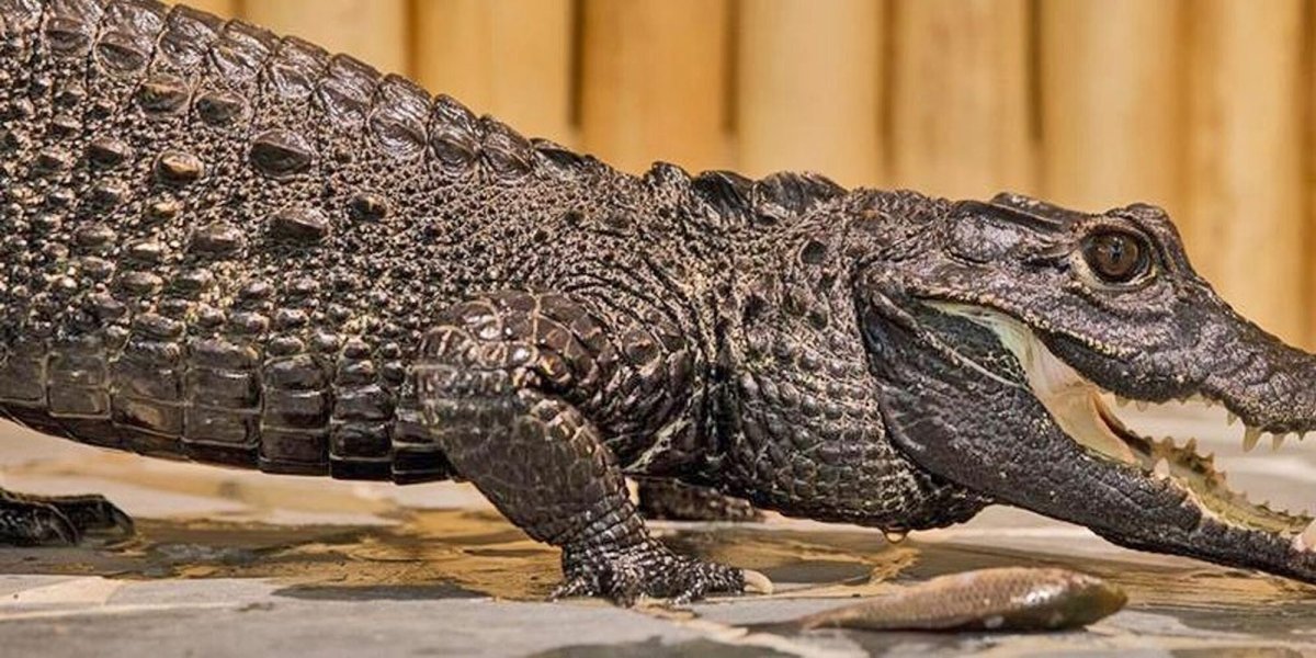 Крокодил Кайман карликовый