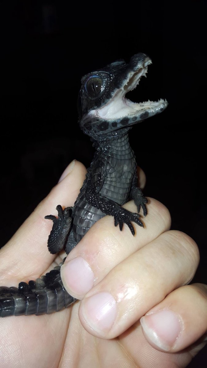 Чёрный Кайман детёныш