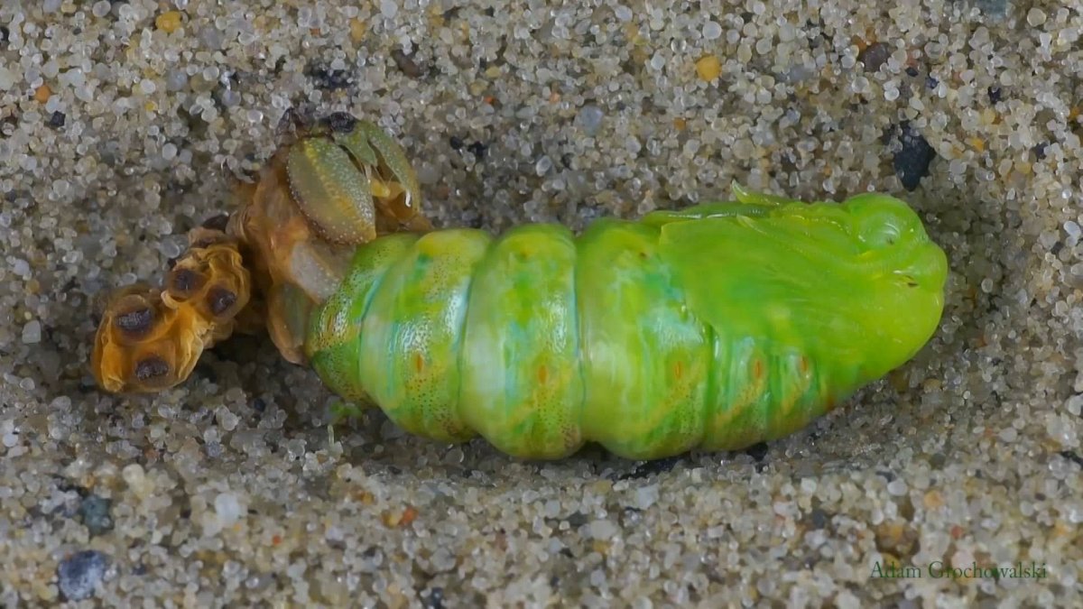 Куколка гусеницы бражника