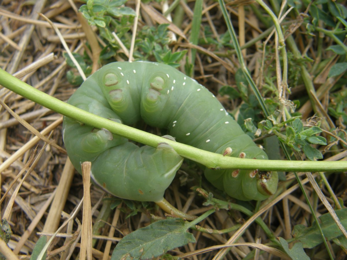 Сиреневый Бражник гусеница