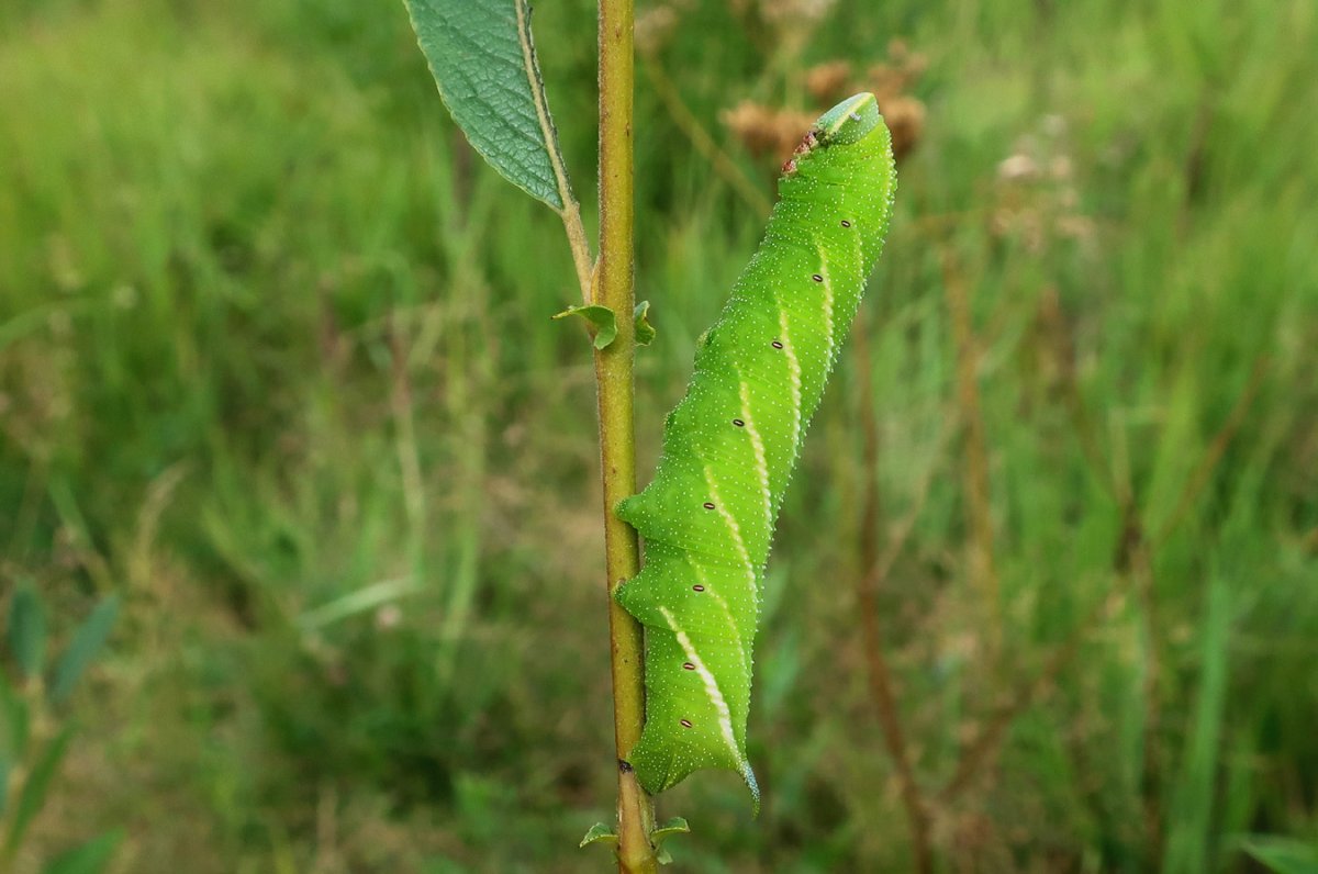 Гусеница Бражник средневинный