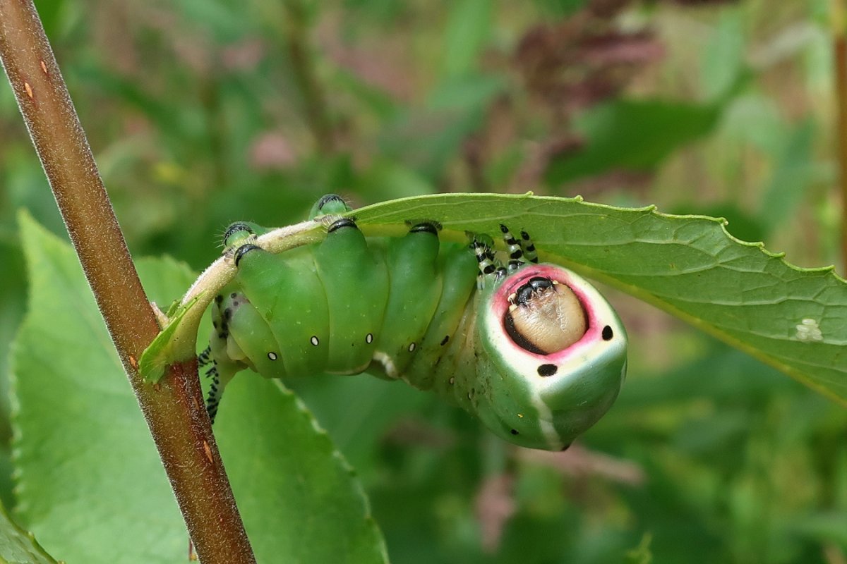 Гусеница Cerura vinula