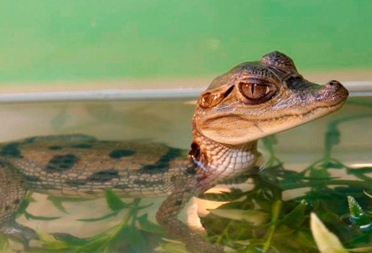 Крокодиловый Кайман домашний