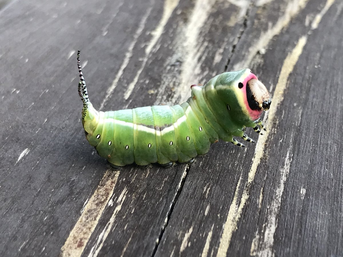 Гарпия большая гусеница коричневая