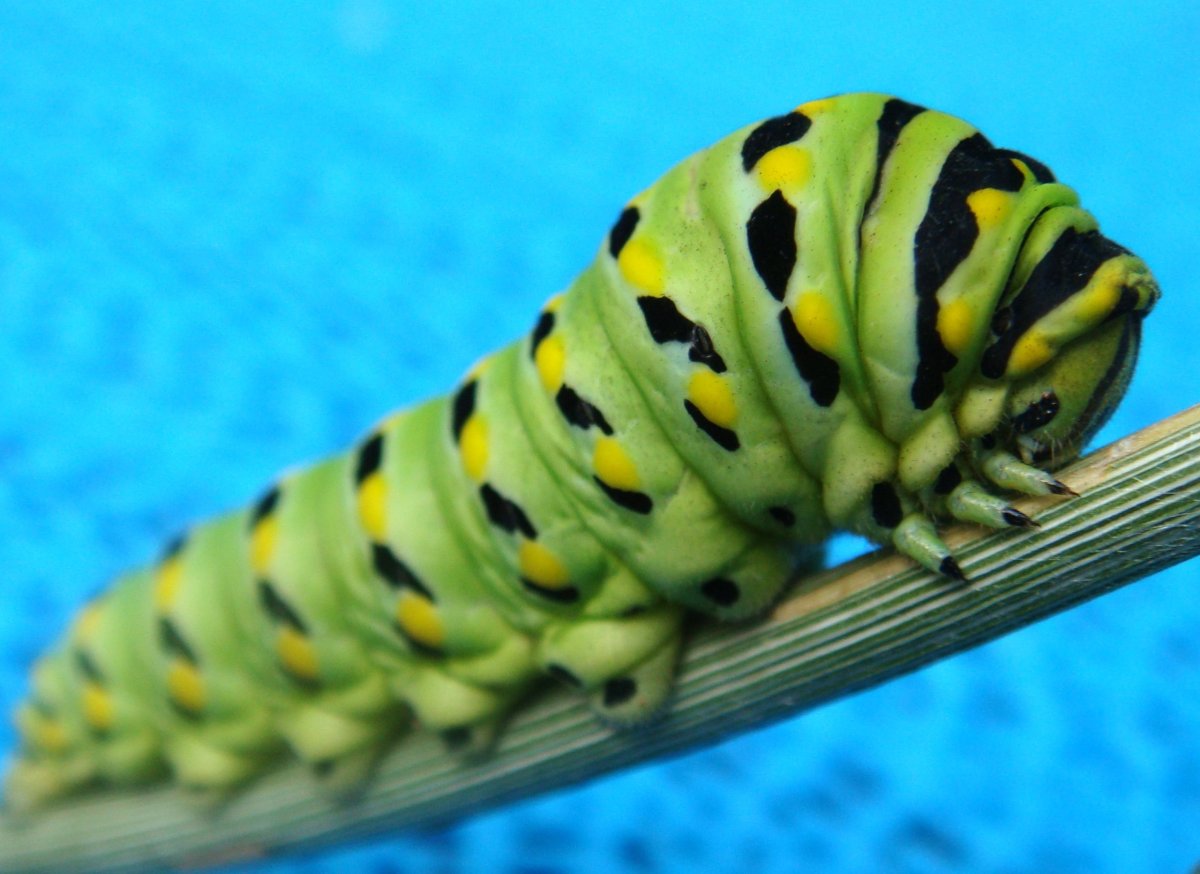 Гусеница бабочки Морфо