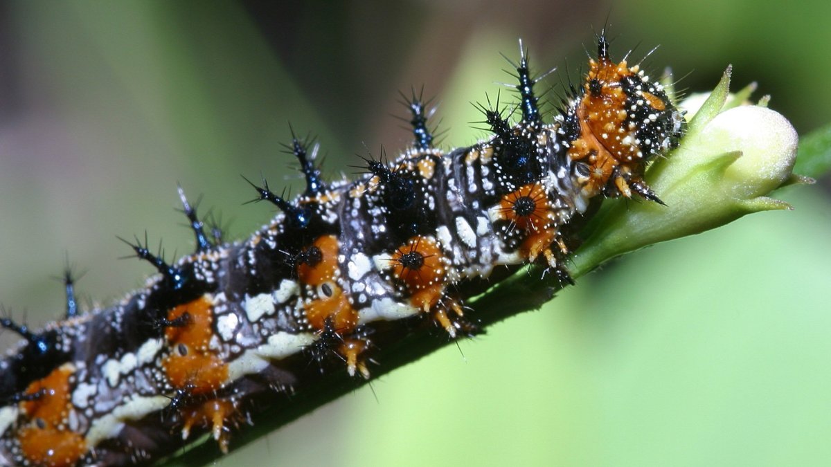 Гусеница бабочки Адмирал