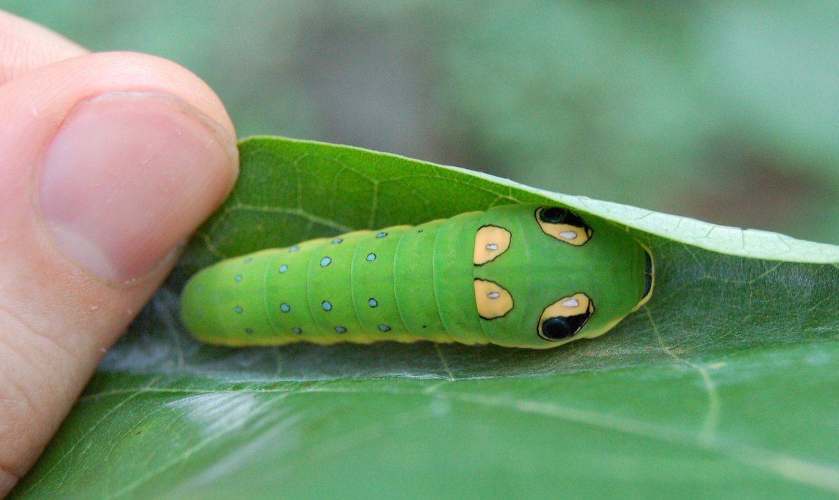 Papilio Troilus гусеница бабочка