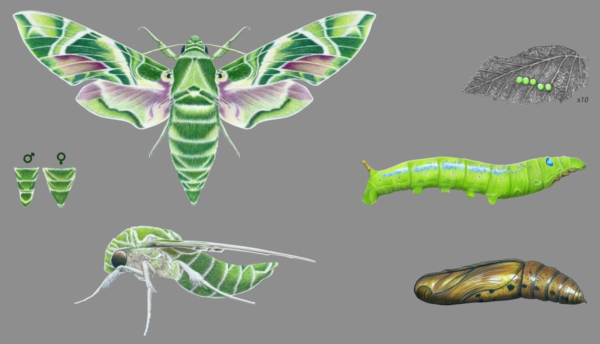 Олеандровый Бражник рисунок