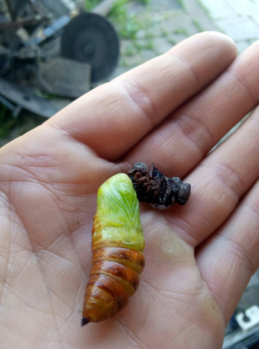 Гусеницы Бражников кокон