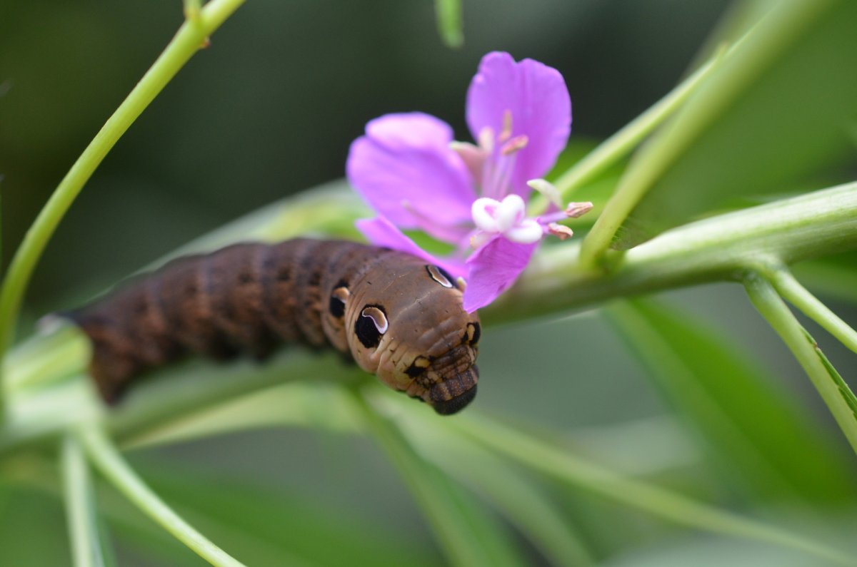 Бражник Алекто