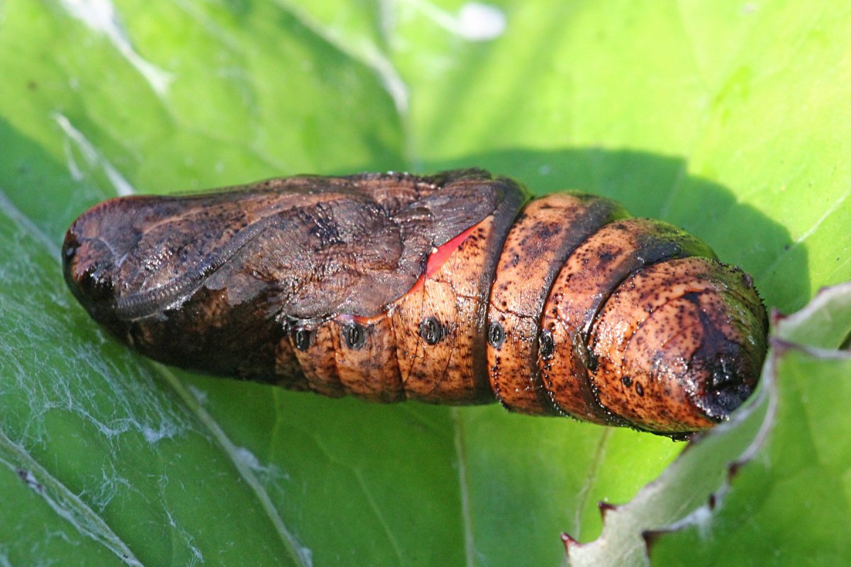 Винный Бражник гусеница