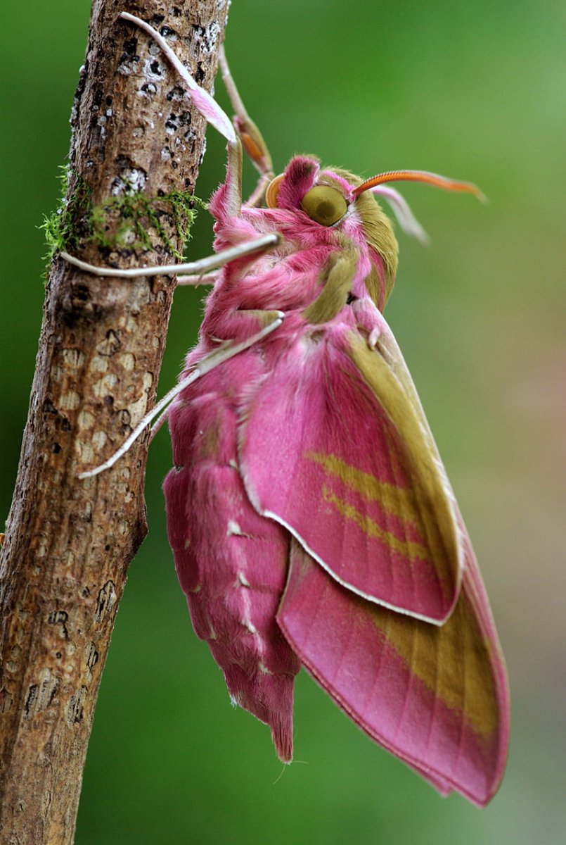 Глазчатый Бражник бабочка