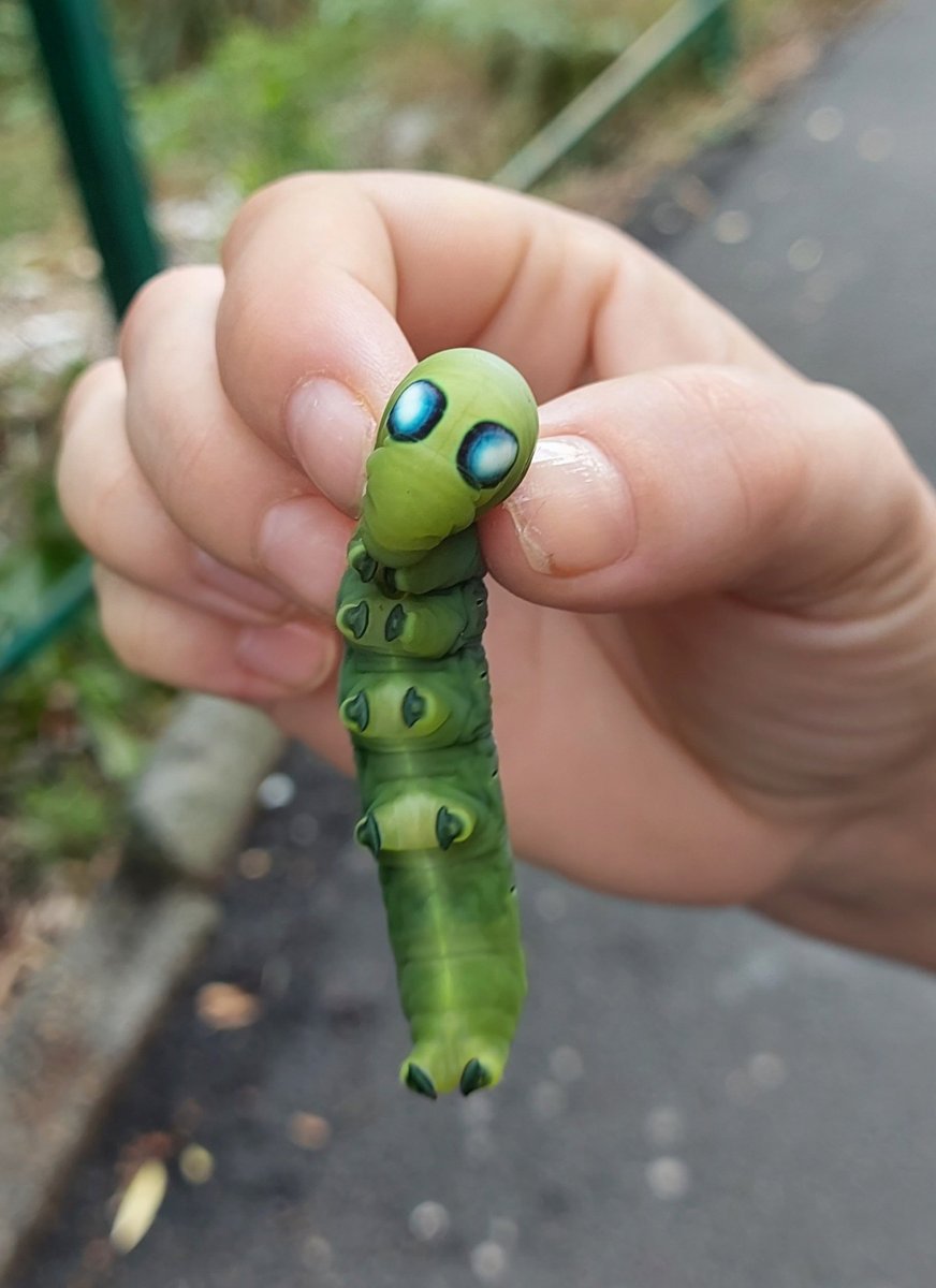 Большая гусеница Сочи