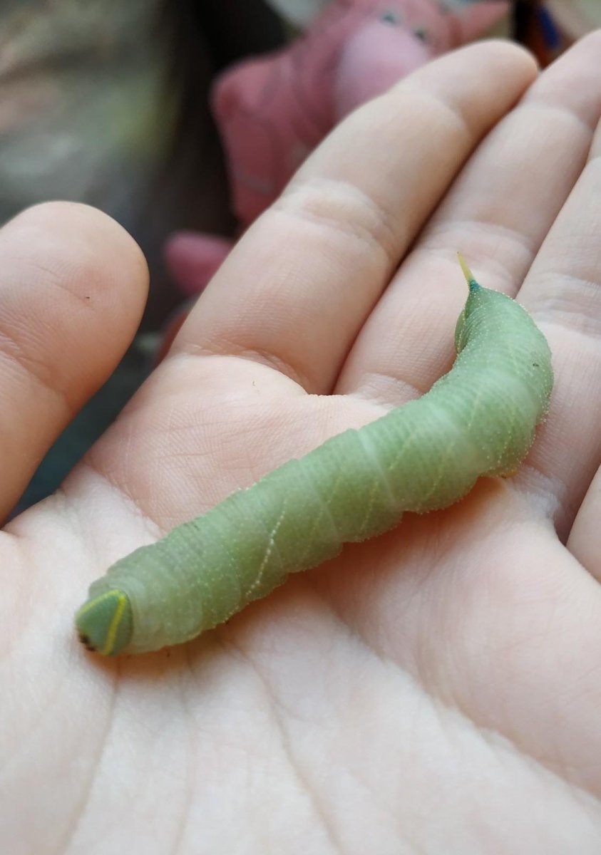 Гусеница БРАЖНИКА зеленая